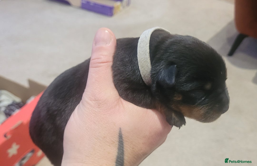 Rottweiler dogs for sale: Giant rottweiler pups,bred 4 size/health/temprment - Advert 24