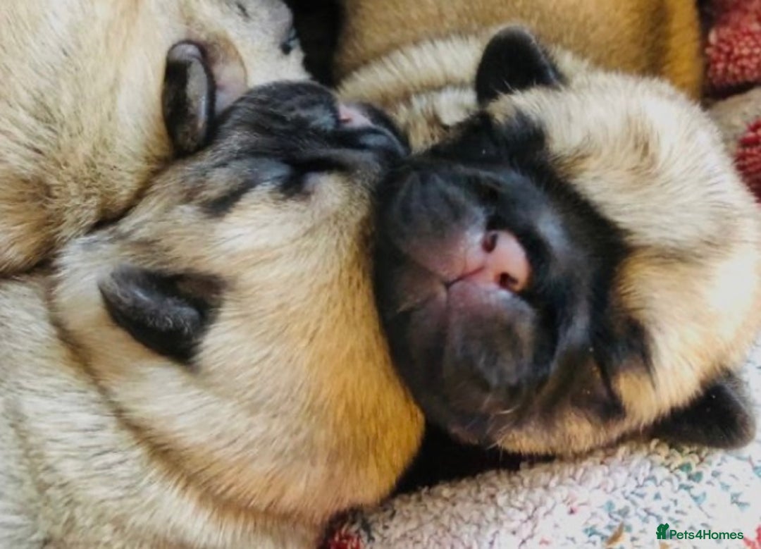 Pug dogs for sale: Pedigree Pug Pups  - Advert 2