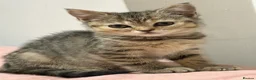 British Longhair cats for sale: British Shorthair & Longhair Kittens - Advert 10