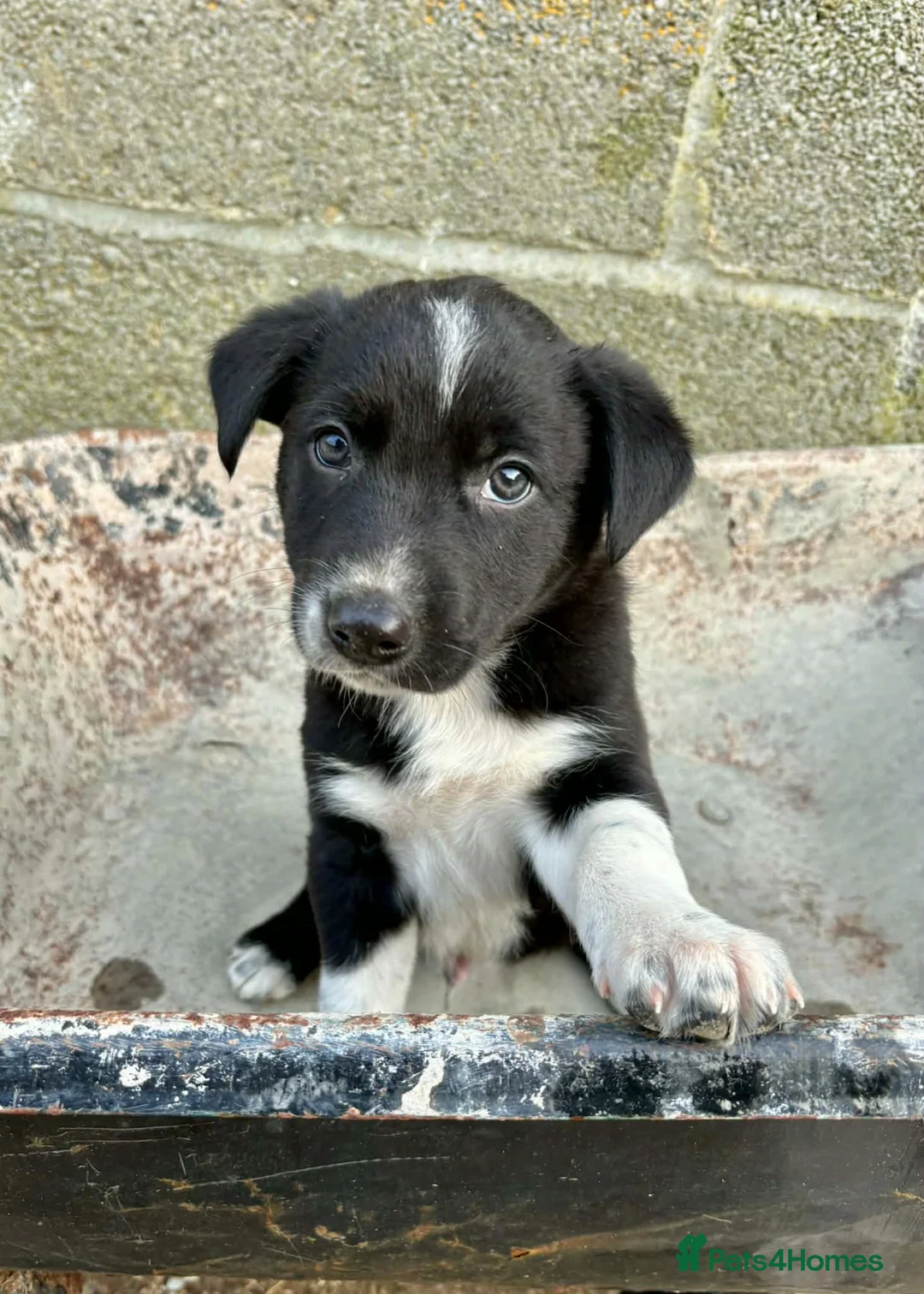 Mixed Breed dogs for sale: Welsh farm Collie X huntaway Pups in Llandrindod Wells - Advert 6