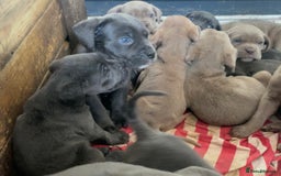 Cane Corso dogs for sale: cane corso pups  - Image 2