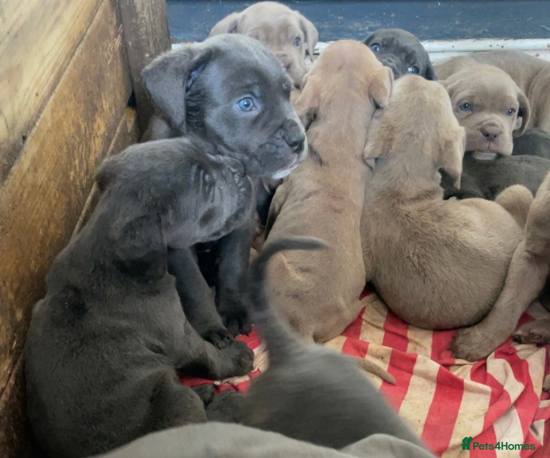 Cane Corso dogs for sale: cane corso pups  - Image 2