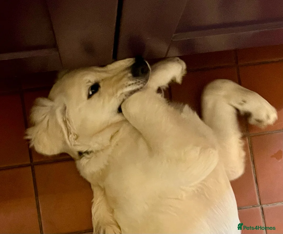 Goldendoodle dogs for sale: PEACHES 1 Year old Goldendoodle - Advert 5