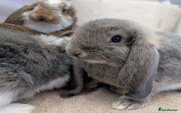 French Lop rabbits for sale: Beautiful Purebred French Lops For Sale - Image 9