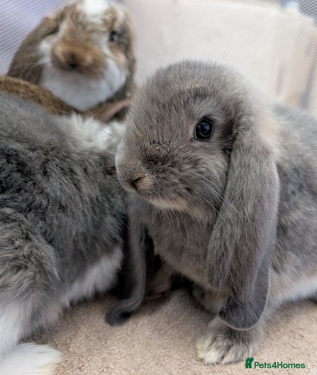 French Lop rabbits for sale: Beautiful Purebred French Lops For Sale - Image 9