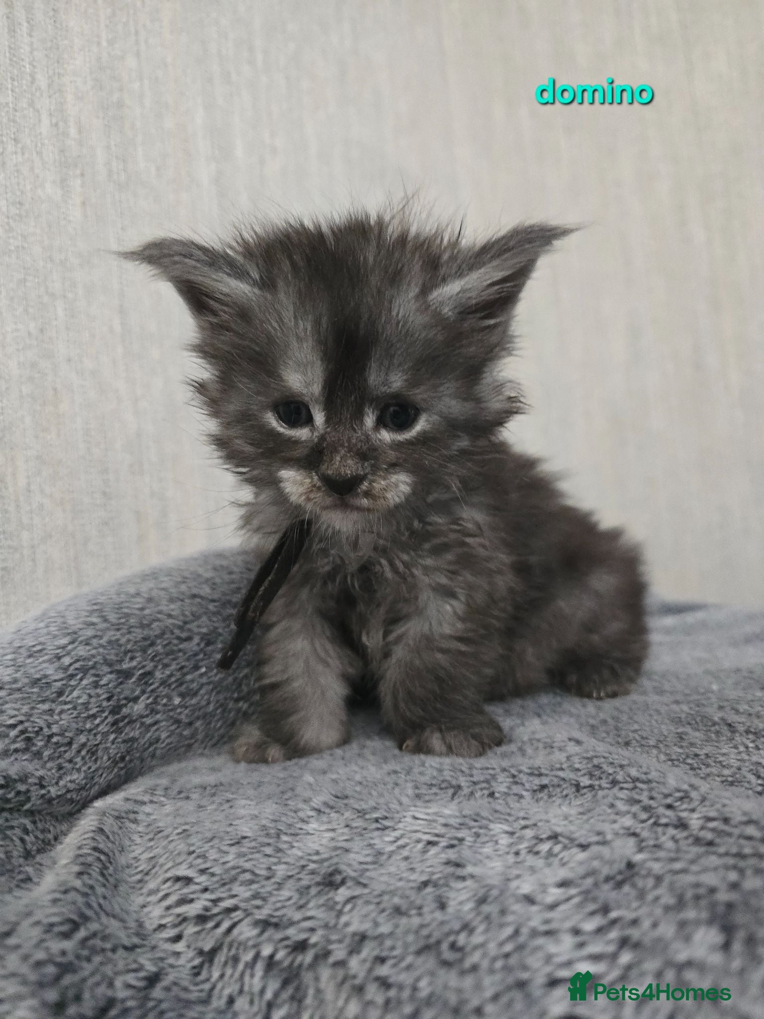 Maine Coon cats Maine Coon Kittens Russian/European lines - Advert 1