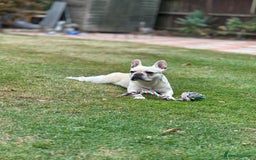 French Bulldog dogs for stud: 🔥 SIMBA 🔥 French Bulldog for Stud - Advert 9