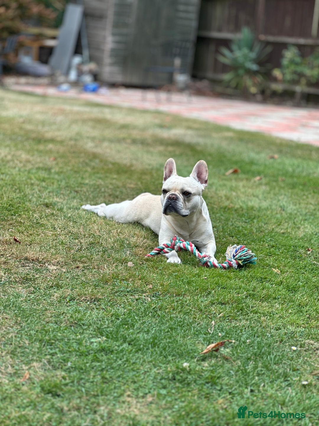 French Bulldog dogs for stud: 🔥 SIMBA 🔥 French Bulldog for Stud - Advert 9