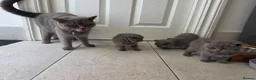 British Shorthair cats for sale: British shorthair for sale - Advert 9