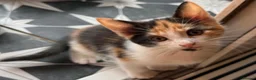 British Longhair cats for sale: Kittens  - Advert 9
