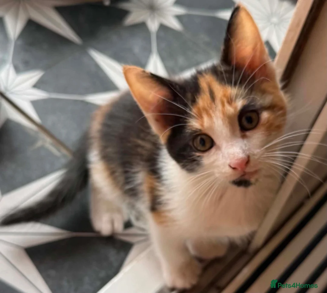 British Longhair cats for sale: Kittens  - Advert 9