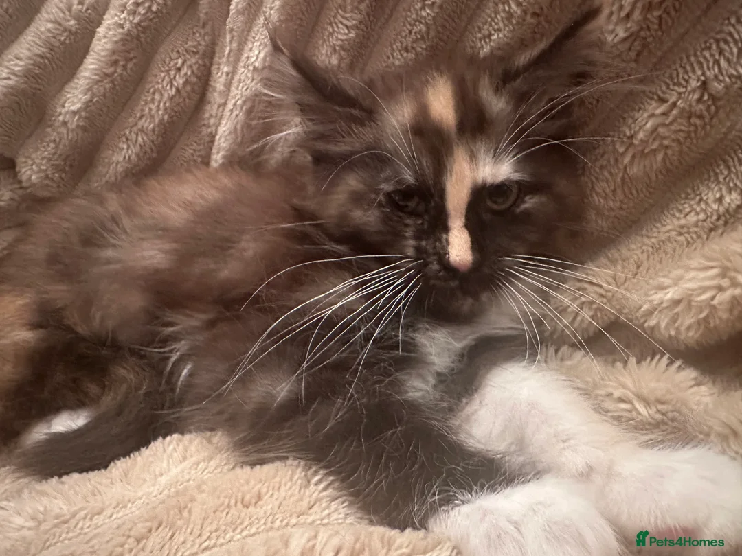 Maine Coon cats for sale: Tica Registered  Maine Coon Girl - Advert 6