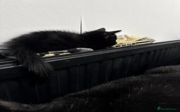 Mixed Breed cats for sale: Mixed-breed kittens looking for loving homes - Image 6