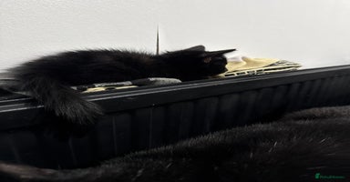 Mixed Breed cats - Advert 3