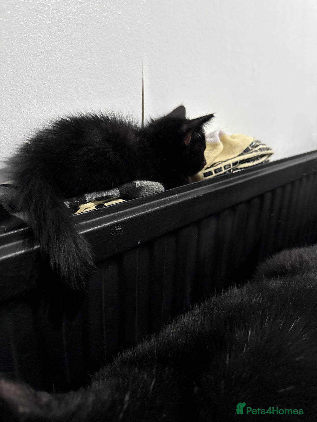 Mixed Breed cats for sale: Mixed-breed kittens looking for loving homes - Image 6