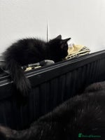 Mixed Breed cats - Advert 8