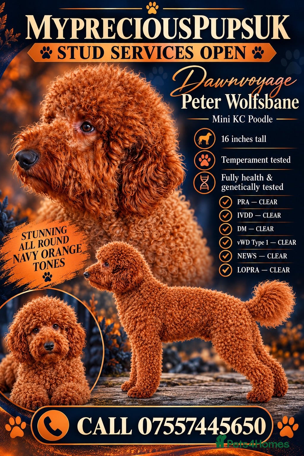 Miniature Poodle dogs Kc mini stunning rusty red poodle stud  - Advert 1