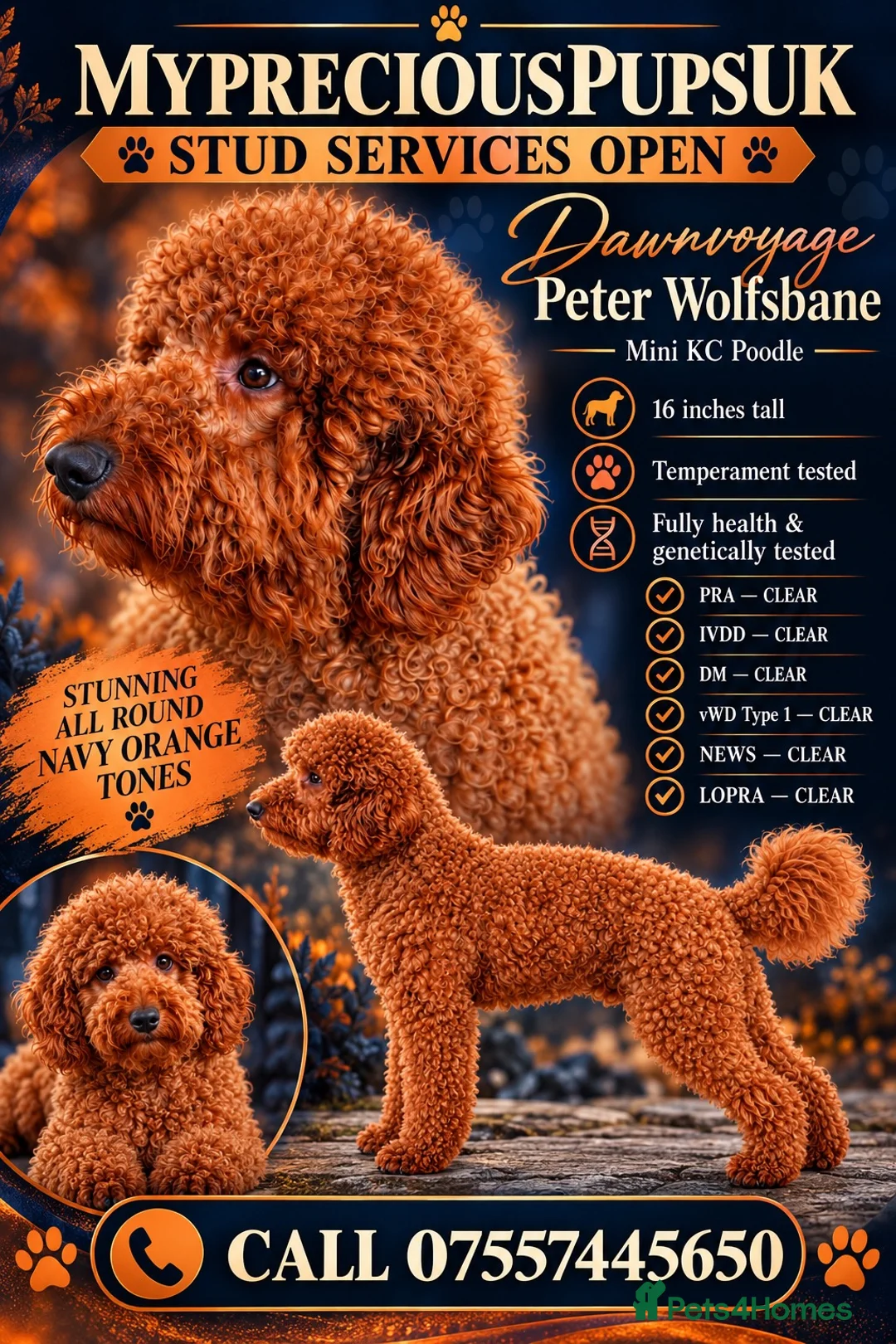 Miniature Poodle dogs for stud: Kc mini stunning rusty red poodle stud  in Wisbech - Advert 1