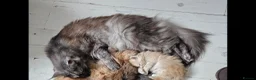 Maine Coon cats for sale: Pure Breed Maine Coon Kittens - Advert 11