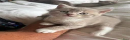 British Shorthair cats for sale: Stunning British shorthair kitten  - Advert 11