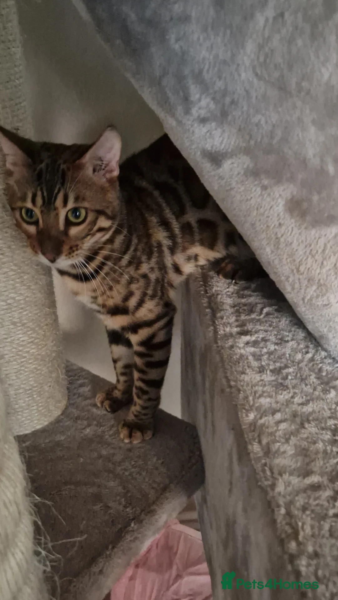 Bengal cats for sale: Active Tica registered boy😍 - Advert 24