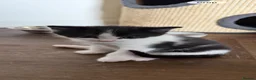 Mixed Breed cats for sale: Beautiful tuxedo kittens one boy and one girl  - Advert 13