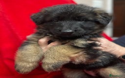 German Shepherd dogs for sale: Stunning longcoat German Shepherd puppies - Image 21