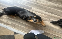 Border Collie dogs for sale: Collie for rehoming - Image 1