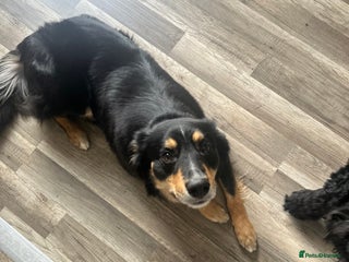 Border Collie dogs - Advert 33