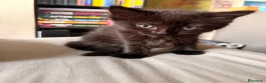 Mixed Breed Kitten 1