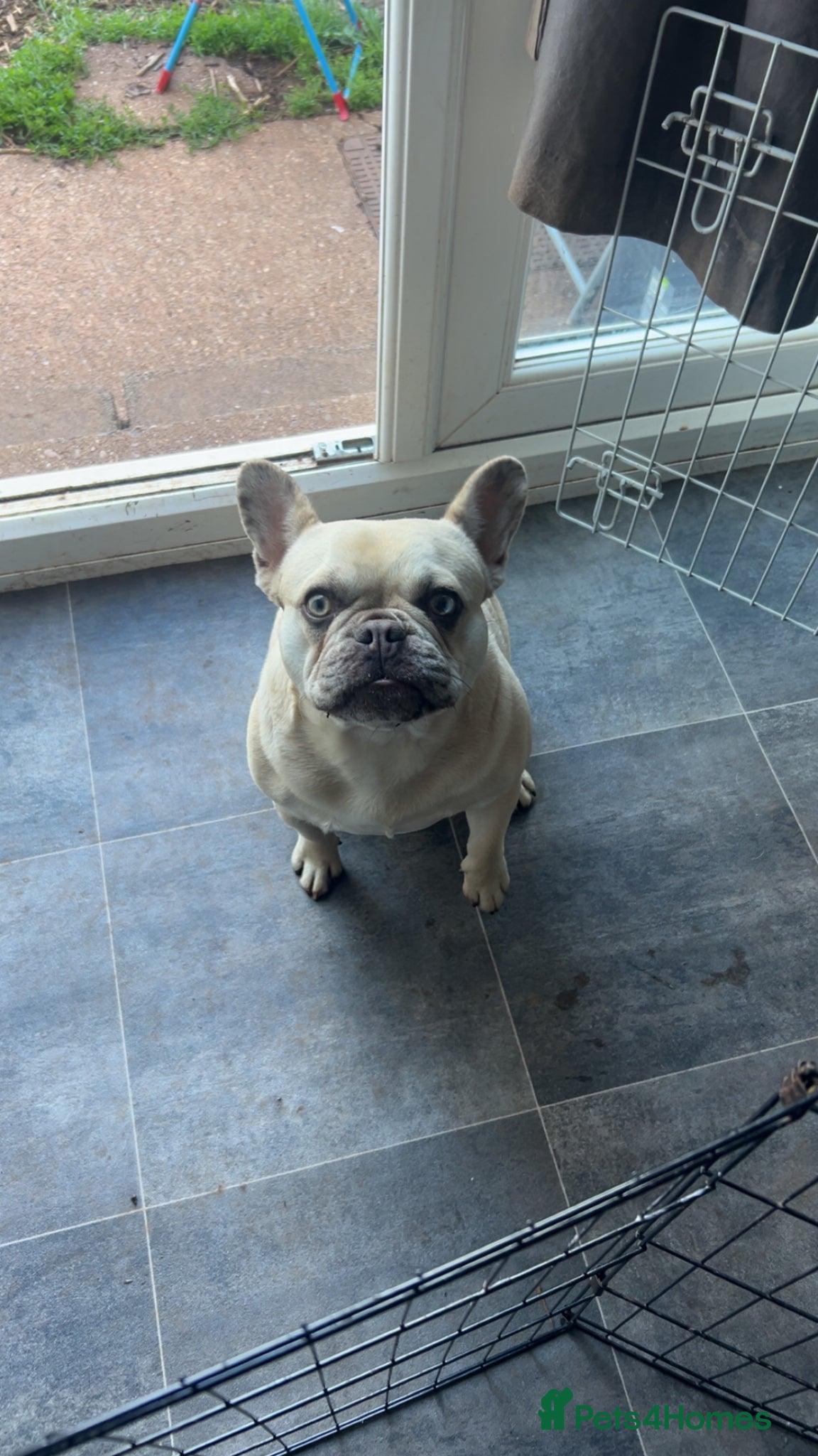 French Bulldog dogs Female Frenchie for sale  - Advert 5
