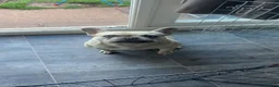French Bulldog dogs for sale: Female Frenchie for sale  - Advert 1