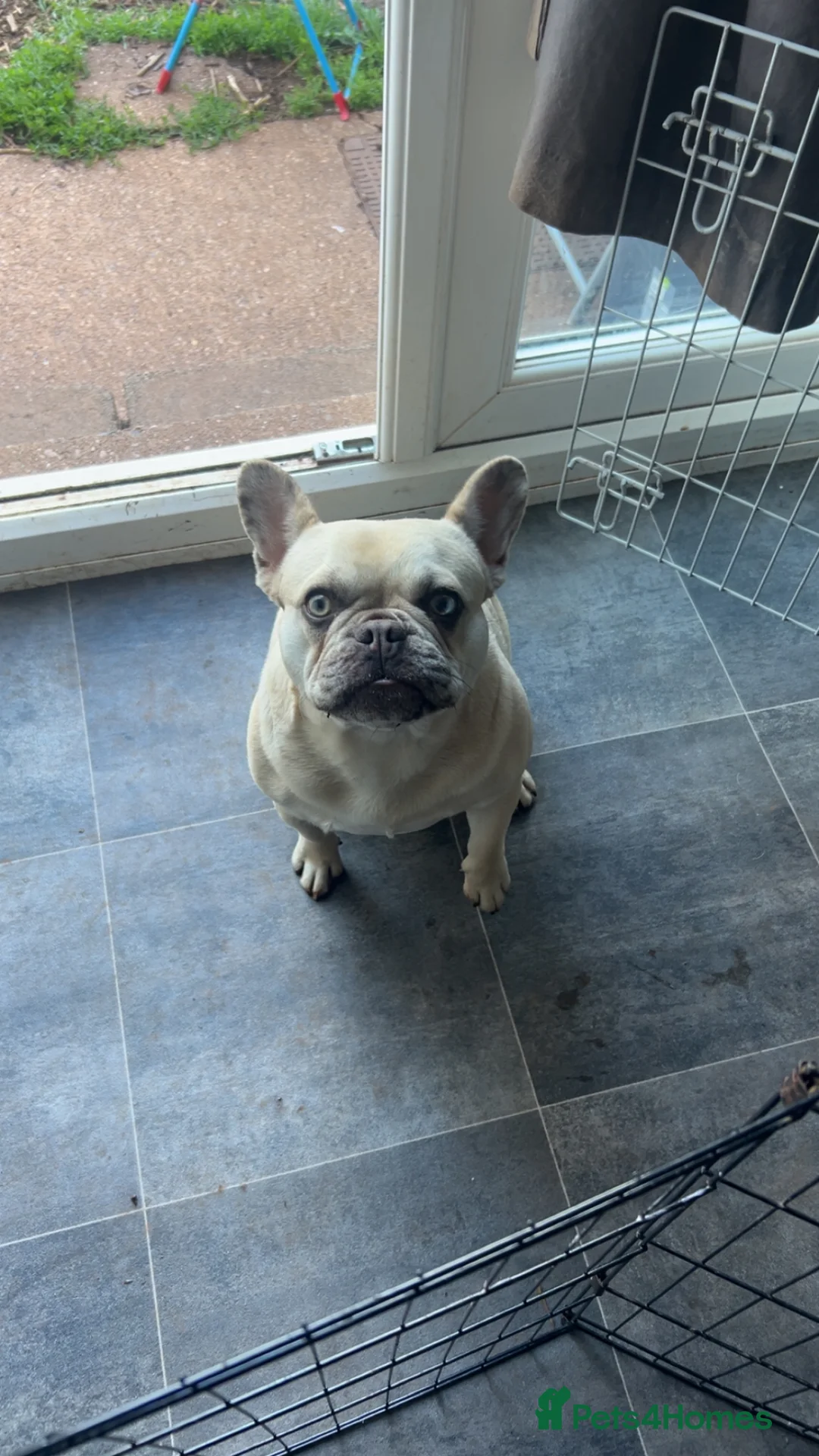 French Bulldog dogs for sale: Female Frenchie for sale  - Advert 1