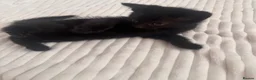 Mixed Breed cats for sale: Black kittens - Advert 11