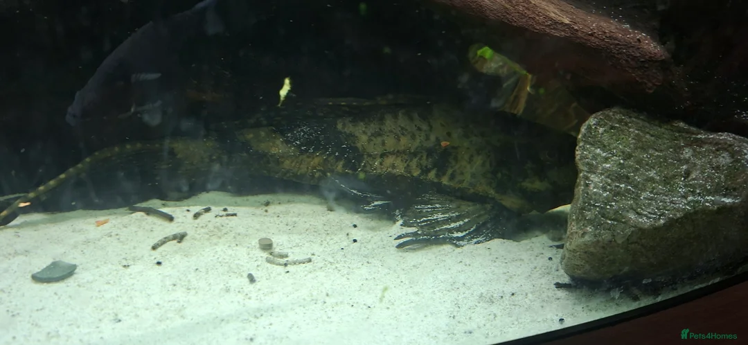 Plecos fish for sale: Pleco - Advert 1