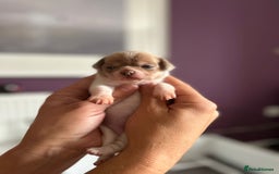 Chihuahua dogs for sale: 🩷 smooth coat chihuahua girls for you🩷  - Image 2