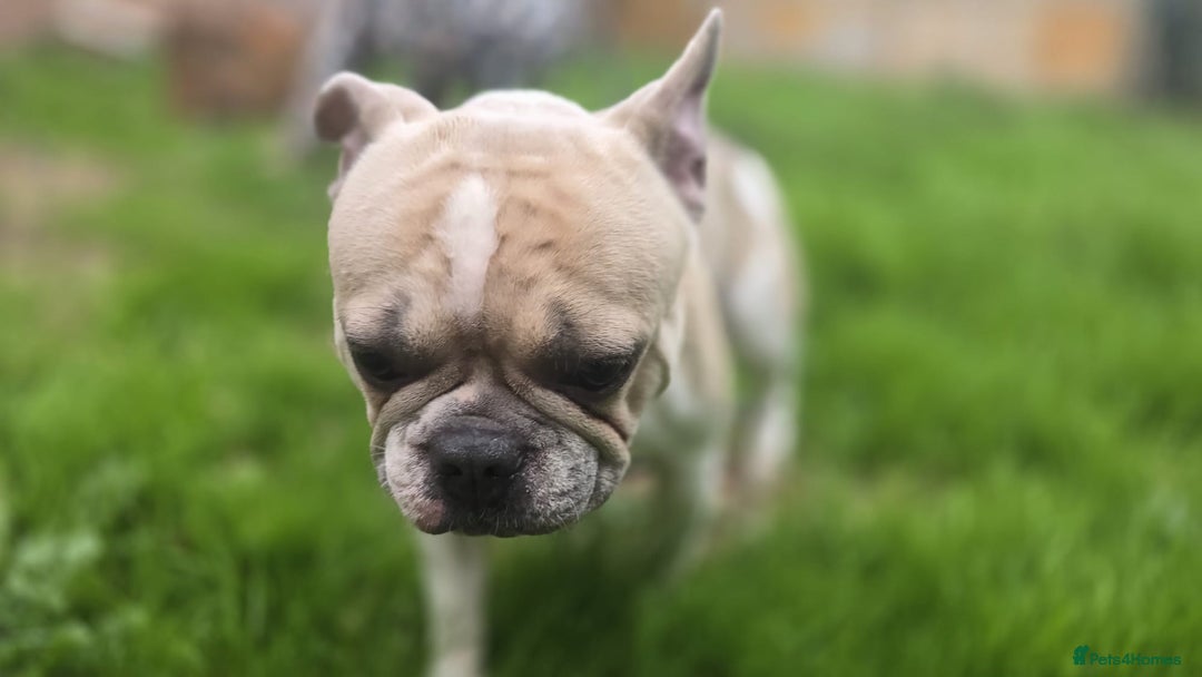 Mixed Breed dogs for sale: French bull dogs in Shrewsbury - Image 2