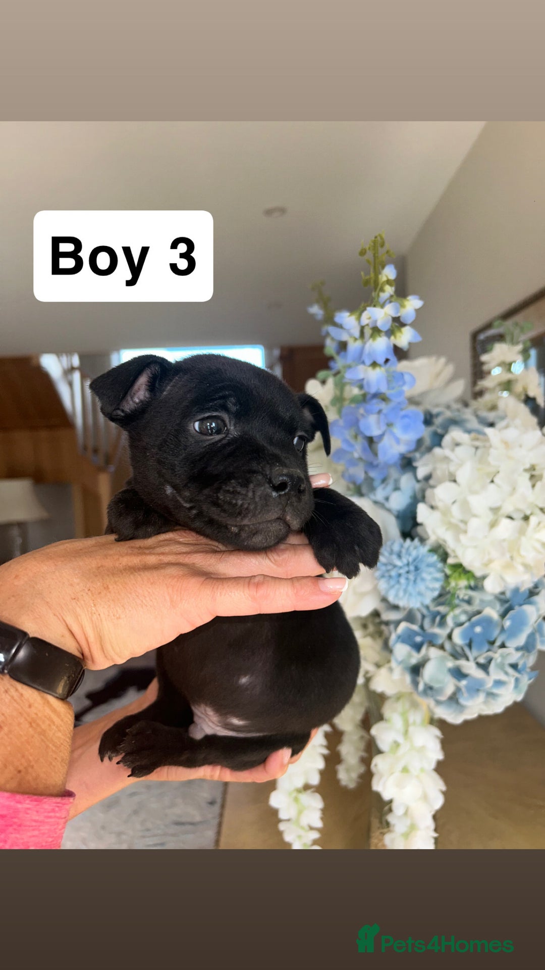 Staffordshire Bull Terrier dogs for sale: Beautiful staffordshire bull terrier puppies  - Image 21