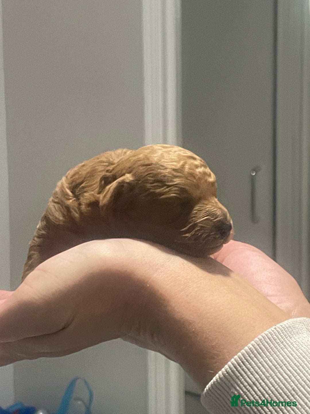 Toy Poodle dogs for sale: Red toy poodle  - Image 6