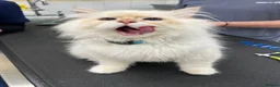Siberian cats for sale: Stunning male Siberian  in Basingstoke - Advert 2
