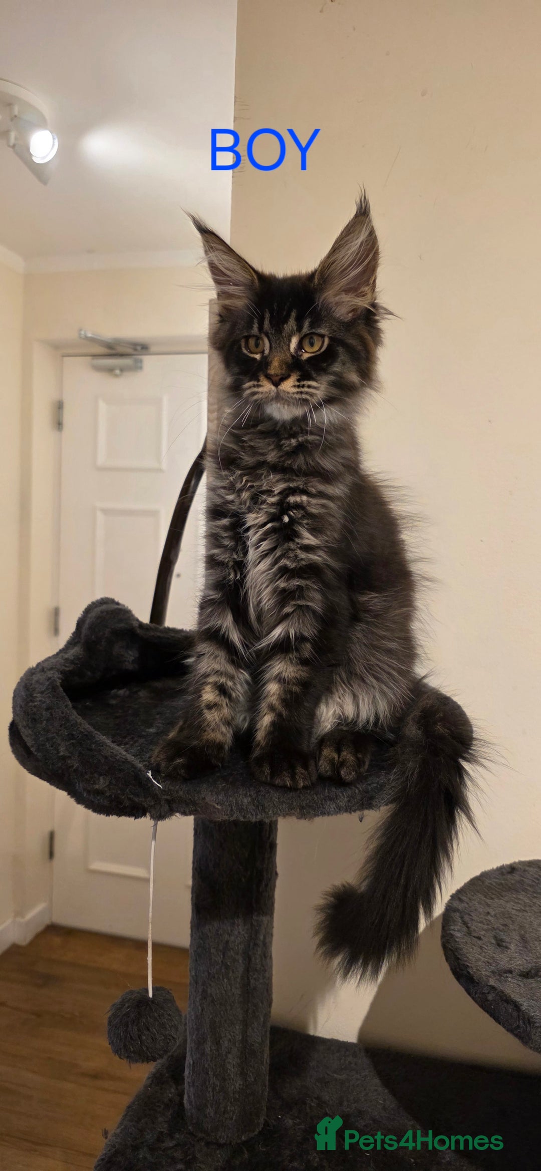 Maine Coon cats for sale: PURE BREED MAINE COONS KITTENS Delivery available - Image 3