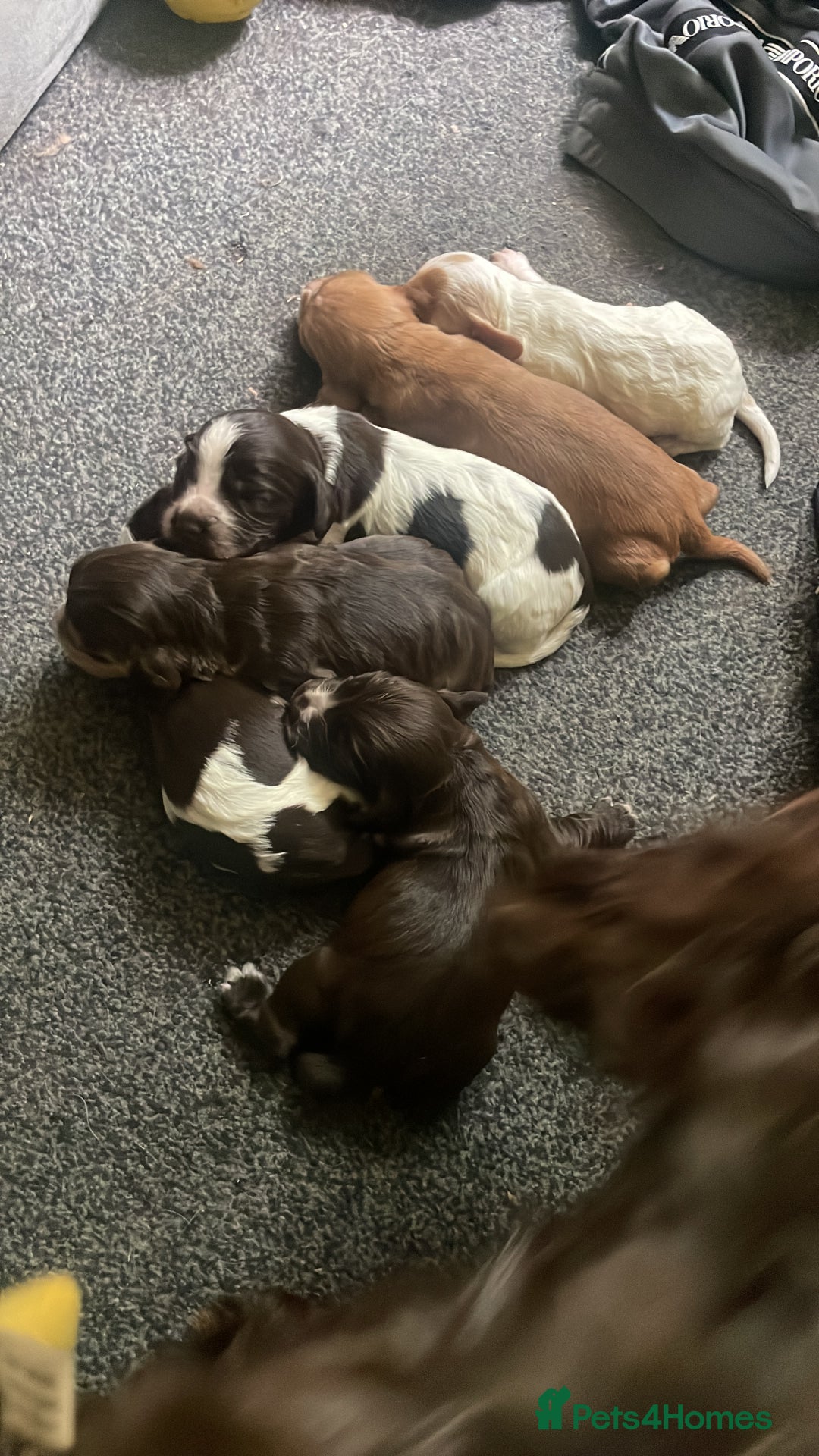 Cocker Spaniel dogs for sale: Show spaniel for sale - Image 1