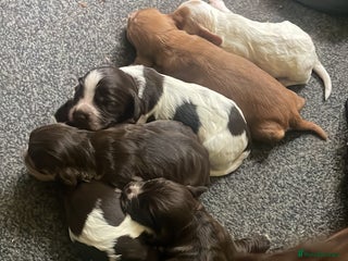 Cocker Spaniel dogs - Advert 4