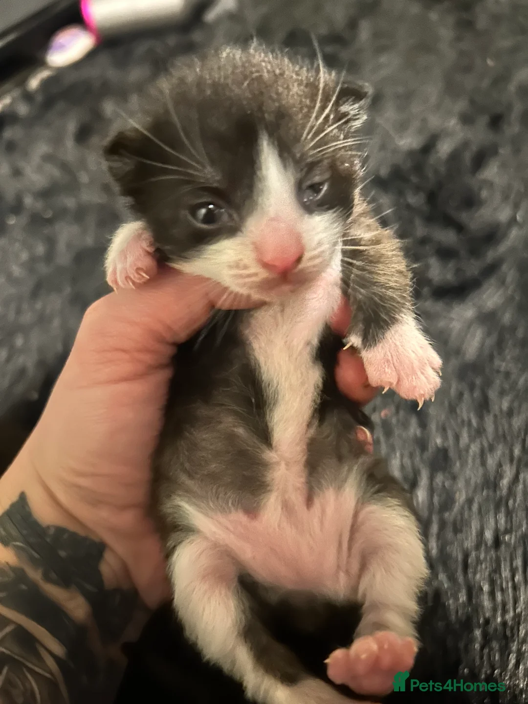 British Shorthair cats for sale: 3 black and white kittens  - Advert 1