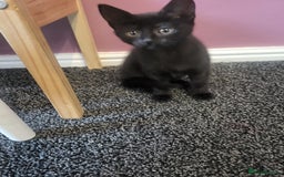 Mixed Breed cats for sale: 2 gorgeous kittens ready for there forever home - Image 4