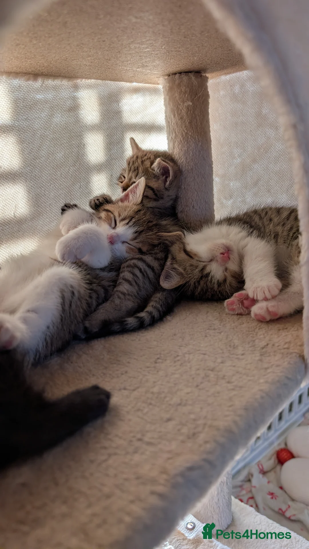 Mixed Breed cats for sale: British short hair BSH cross - Advert 10