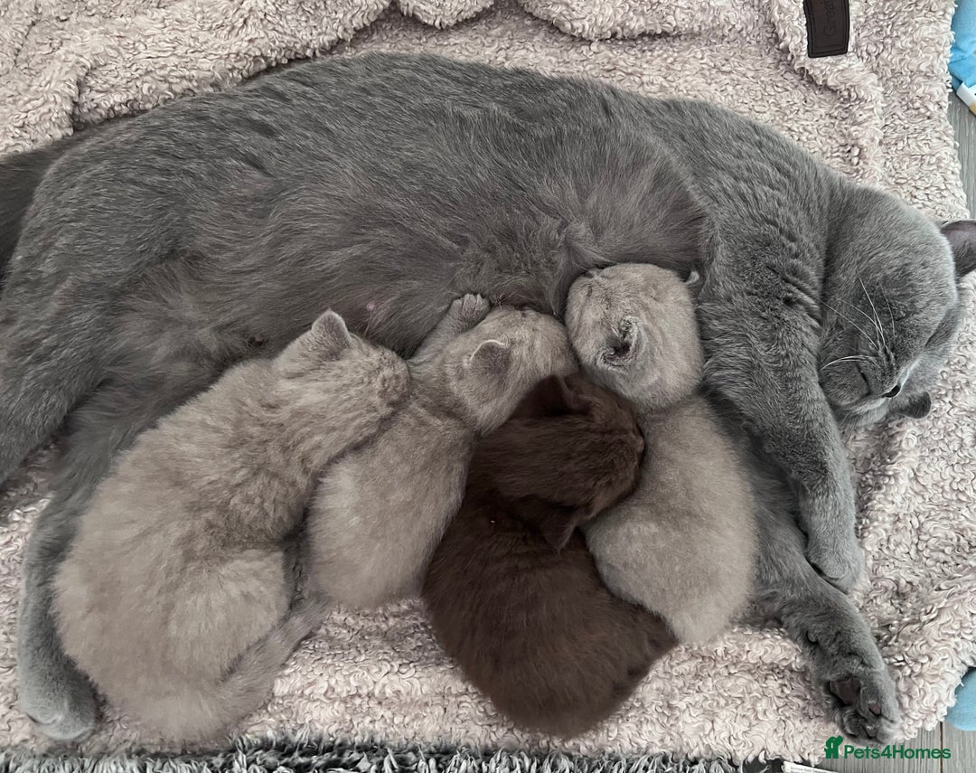 British Shorthair cats for sale: Champion lines Lilac BSH kittens  - Advert 2