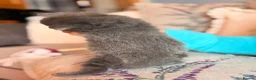 Mixed Breed cats for sale: 4 sunning long and short hair kittens - Advert 12