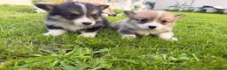 Welsh Corgi Pembroke dogs for sale: Kc pembroke corgi puppies - Advert 5