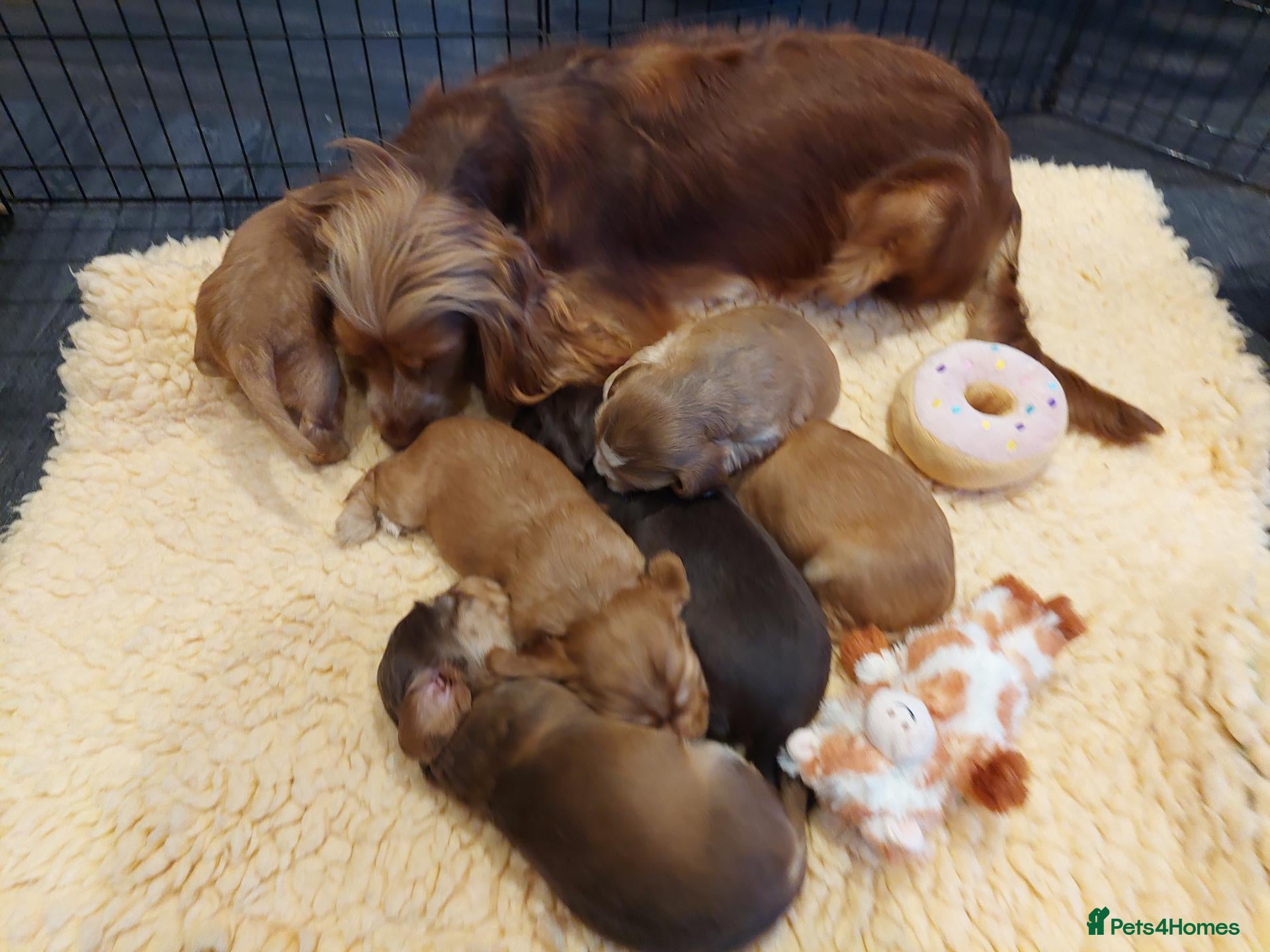 Cocker Spaniel dogs BEAUTIFUL KC REG SHOW TYPE COCKER SPANIEL PUPPIES - Advert 1